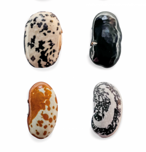 NIEUWE ECOSYSTEMEN - PROTO: Jasper Udink ten Cate (Creative Chef), Jurgen Bey & studenten